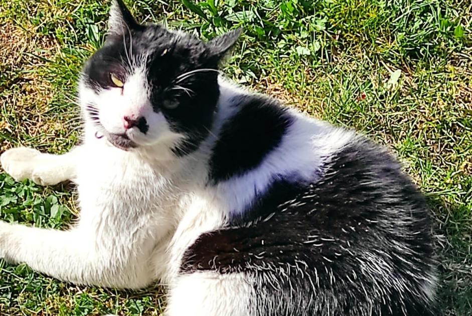 Alerta de Desaparición Gato Macho , 15 años Gap Francia